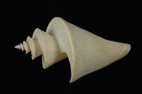 藏品(旋梯螺)的圖片